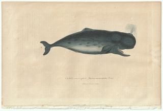 1838ǯ Buffon & Lesson ӥե ޥå ޥå° ޥå Cachalot macrocephale