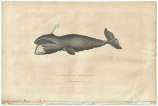 1838年 Buffon & Lesson ビュフォン補遺 セミクジラ科 セミクジラ属 タイセイヨウセミクジラ Bateine franche