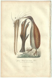 1838年 Buffon & Lesson ビュフォン補遺 キーウィ科 キーウィ属 キーウィ Apteryx Austral