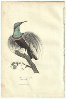 1838年 Buffon & Lesson ビュフォン補遺 フウチョウ科 ウロコフウチョウ属 オオウロコフウチョウ L'Epimaque premefil 雄 成鳥
