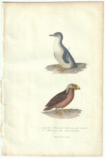 1838年 Buffon & Lesson ビュフォン補遺 ペンギン科 コガタペンギン ウミスズメ科 エトピリカ