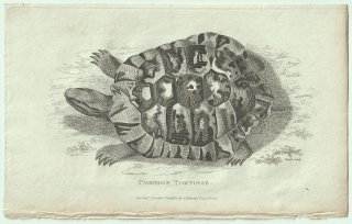 1802ǯ Shaw General Zoology Vol.3.Part1. Pl.1 ꥯ 奦ꥯ° ꥷꥯ Common Tortoise