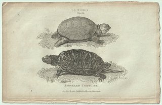 1802ǯ Shaw General Zoology Vol.3.Part1. Pl.5 ̥ޥ 衼åѥ̥ޥ° 衼åѥ̥ޥ Speckled Tortoise
