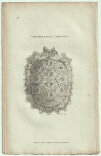 1802ǯ Shaw General Zoology Vol.3.Part1. Pl.13 ꥯ ʥ٥ꥯ°  Denticulated Tortoise 
