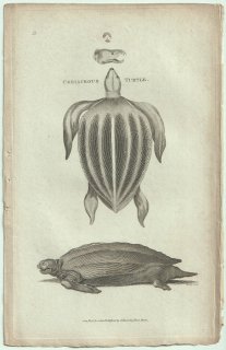 1802ǯ Shaw General Zoology Vol.3.Part1. Pl.21  °  Coriaceous Turtle