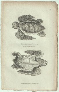 1802ǯ Shaw General Zoology Vol.3.Part1. Pl.25 ߥ ߥ° ߥ Loggerhead Turtle