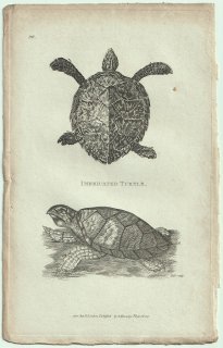 1802ǯ Shaw General Zoology Vol.3.Part1. Pl.26 ߥ ޥ° ޥ Imbricated Turtle