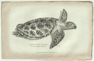 1802ǯ Shaw General Zoology Vol.3.Part1. Pl.27 ߥ ޥ° ޥ Imbricated Turtle