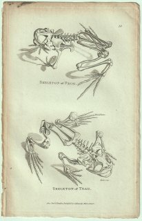 1802ǯ Shaw General Zoology Vol.3.Part1. Pl.28 衼åѥ Frog 衼åѥҥ Toad 