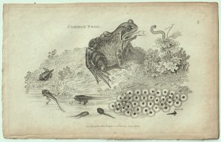 1802ǯ Shaw General Zoology Vol.3.Part1. Pl.29  ° 衼åѥ Common Frog