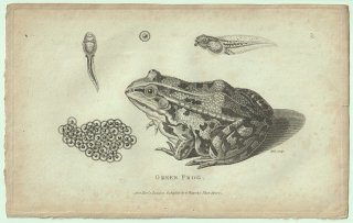 1802ǯ Shaw General Zoology Vol.3.Part1. Pl.31  ° 衼åѥȥΥޥ Green Frog