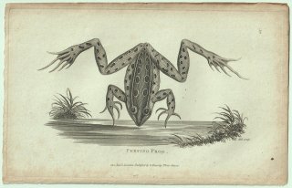 1802ǯ Shaw General Zoology Vol.3.Part1. Pl.32  ꥫ° ҥ祦 Peeping Frog