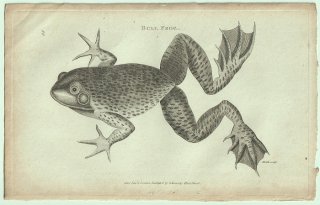1802ǯ Shaw General Zoology Vol.3.Part1. Pl.33  ꥫ°  Bull Frog