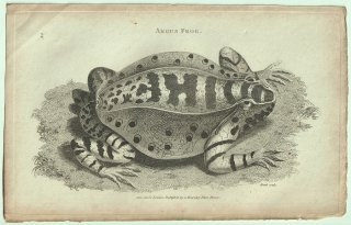 1802ǯ Shaw General Zoology Vol.3.Part1. Pl.34 ޥ ĥ° Argus Frog