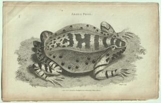 1802ǯ Shaw General Zoology Vol.3.Part1. Pl.34 ޥ ĥ° Argus Frog