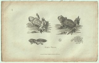 1802ǯ Shaw General Zoology Vol.3.Part1. Pl.35  ° 衼åѥ Fire Frog