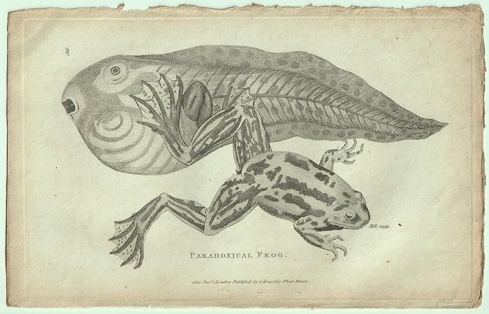 1802年 Shaw General Zoology Vol.3.Part1. Pl.36 アマガエル科