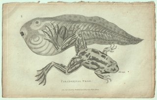 1802ǯ Shaw General Zoology Vol.3.Part1. Pl.36 ޥ ٥٥° ٥٥ Paradoxical Frog
