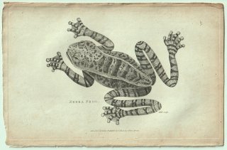 1802ǯ Shaw General Zoology Vol.3.Part1. Pl.37 ޥ ܥ° Zebra Frog
