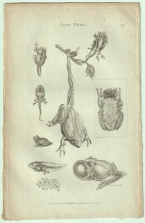 1802ǯ Shaw General Zoology Vol.3.Part1. Pl.38 ޥ ޥ° 衼åѥޥ Tree Frog