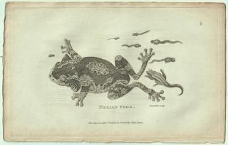 1802ǯ Shaw General Zoology Vol.3.Part1. Pl.39 ޥ ȥƥ° ȥɥޥ Merian Frog