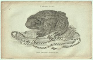 1802ǯ Shaw General Zoology Vol.3.Part1. Pl.40 ҥ ҥ° 衼åѥҥ Common Toad