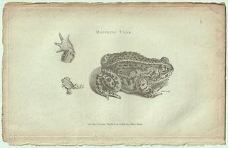 1802ǯ Shaw General Zoology Vol.3.Part1. Pl.43 ҥ ԥ쥢° ʥååҥ Mephitic Toad