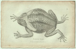 1802ǯ Shaw General Zoology Vol.3.Part1. Pl.44 ҥ ʥ٥ҥ° ҥ Marine Toad