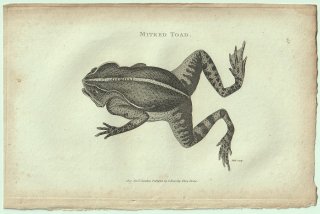 1802ǯ Shaw General Zoology Vol.3.Part1. Pl.45 ҥ ʥ٥ҥ° Υϥҥ Mitred Toad