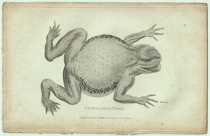 1802年 Shaw General Zoology Vol.3.Part1. Pl.47 ヒキガエル科