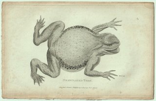 1802ǯ Shaw General Zoology Vol.3.Part1. Pl.47 ҥ ҥ° 衼åѥҥ Granulated Toad