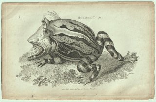 1802ǯ Shaw General Zoology Vol.3.Part1. Pl.48 ĥΥ ĥΥ° ޥĥΥ Horned Toad