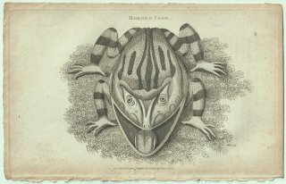 1802ǯ Shaw General Zoology Vol.3.Part1. Pl.49 ĥΥ ĥΥ° ޥĥΥ Horned Toad