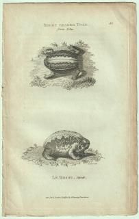 1802ǯ Shaw General Zoology Vol.3.Part1. Pl.52 ̥ޥ եƥ° ե饬 ץ쥤եå