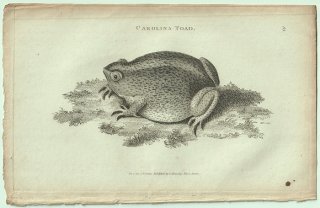 1802ǯ Shaw General Zoology Vol.3.Part1. Pl.53 ҥ ҥ° ʥ֥ҥ Carolina Toad