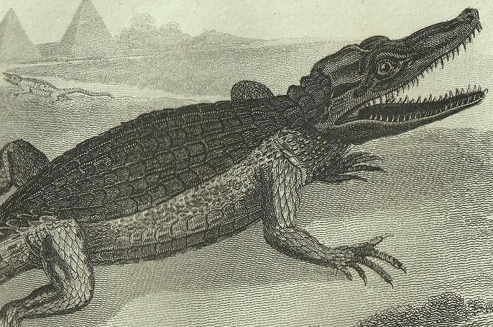 1802年 Shaw General Zoology Vol.3.Part1. Pl.55 Pl.56 1802年 Shaw General Zoology Vol.3.Part1. Pl.55 Pl.56