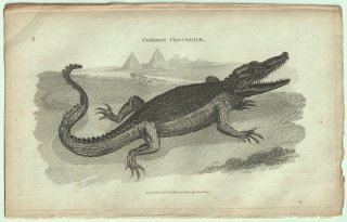 1802ǯ Shaw General Zoology Vol.3.Part1. Pl.55 Pl.56  ° ʥ Common Crocodile  2