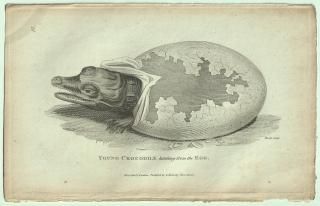 1802ǯ Shaw General Zoology Vol.3.Part1. Pl.57  ° ʥ Crocodile  ۲