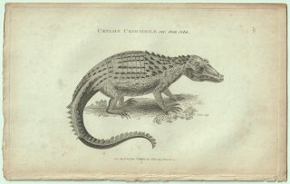 1802ǯ Shaw General Zoology Vol.3.Part1. Pl.58  ° ̥ޥ Ceylon Crocodile