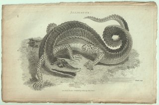 1802ǯ Shaw General Zoology Vol.3.Part1. Pl.59 ꥲ ꥲ° ꥫꥲ Alligator