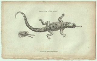 1802ǯ Shaw General Zoology Vol.3.Part1. Pl.60 ɥӥ ɥӥ° ɥӥ Gangetic Crocodile