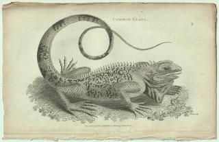 1802ǯ Shaw General Zoology Vol.3.Part1. Pl.61 ʲ ° ꡼󥤥 Common Guana