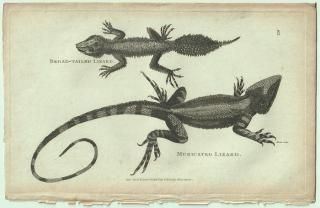 1802ǯ Shaw General Zoology Vol.3.Part1. Pl.65 ޲ ꡼եơ륲å åɥ饴