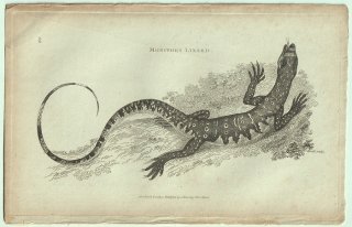 1802ǯ Shaw General Zoology Vol.3.Part1. Pl.66 ȥ ȥ° 졼ȥ Monitory Lizard