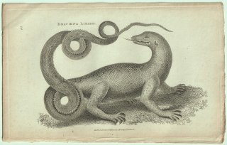 1802ǯ Shaw General Zoology Vol.3.Part1. Pl.67 ƥ桼 ޥȥ° ʥޥȥ Dracaena Lizard