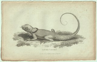 1802ǯ Shaw General Zoology Vol.3.Part1. Pl.69 襦ȥ 饱ȥ° Azure Lizard