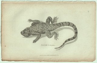 1802ǯ Shaw General Zoology Vol.3.Part1. Pl.70 ޲ ƥ饬° Rough Lizard