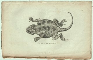 1802ǯ Shaw General Zoology Vol.3.Part1. Pl.71 ĥΥȥ ĥΥȥ° ᥭĥΥȥ Orbicular Lizard
