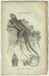 1802ǯ Shaw General Zoology Vol.3.Part1. Pl.72 ʥإӲ 饱륿° ˥參ʥإ Green Lizard