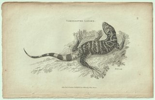 1802ǯ Shaw General Zoology Vol.3.Part1. Pl.73 ƥ桼 ĥԥʥӥ° ǥƥ Variegated Lizard